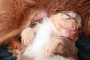 Brown and white puppy is sleeping on a black blanket