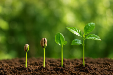 Coffee Bean Seedlings Growing into Trees &ndash; Nature and Growth Concept
