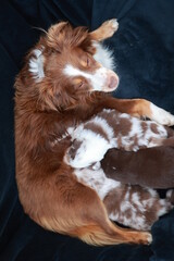 Brown and white dog is laying on a black blanket, nursing her puppies