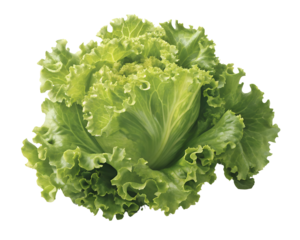 curly leaf lettuce head with green frilly crisp leaves