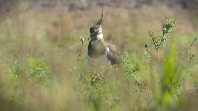preening lapwing between tall grasses, lapwing looks through blades of grass and flowers, lapwing keeps looking up because of birds of prey, sunny day, Vanellus vanellus