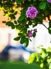 Stunning purple roses bloom in the rose garden of Falkenberg, showcasing nature's beauty in peaceful surroundings