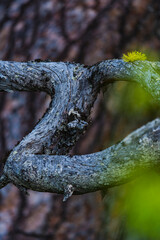 Exploring the intricate details of wolf lichen growing on tree branches in a Sweden forest at twilight