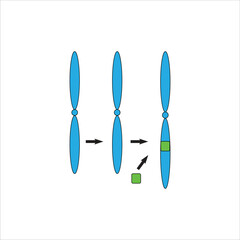 Chromosomal insertion A Visual Guide to structural abnormality