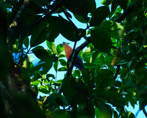 green tree with blue sky