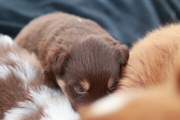 Brown puppy is sleeping on a bed with a white puppy