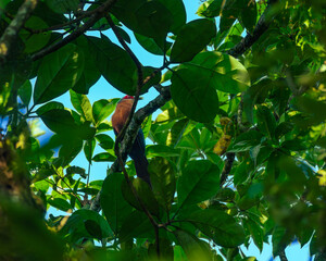 Beautiful and colorful bird perches on the branch