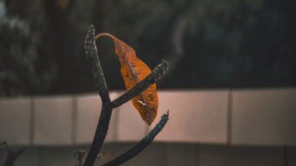 Solitary Autumn Leaf on Bare Branch Moody Lighting Close-Up Detail.