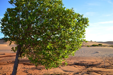 arvore cerrado