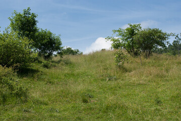 vegetazione di alta montagna in estate