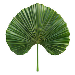 Large green palm leaf showcasing intricate patterns against a plain background, ideal for nature themes