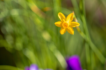 yellow spring flowers
