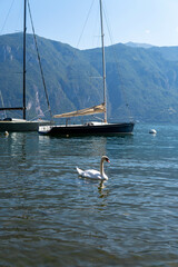  Swimming swan in Lake Como with sailboat