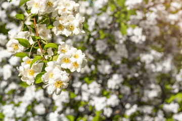 image of a blooming jasmine bush with space for an inscription. blooming jasmine. blooming mock orange. flowering bush in spring
