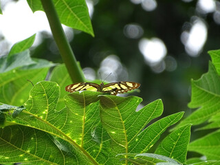 Malachite Butterfly resting on green leaf in tropical forest, Siproeta stelenes, Costa Rica