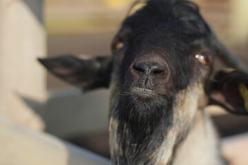Close-up of a black white goat’s nose in focus, with soft background blur. Curious farm animal...