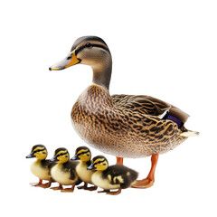 Duck with her ducklings standing together, family of birds isolated on transparent background