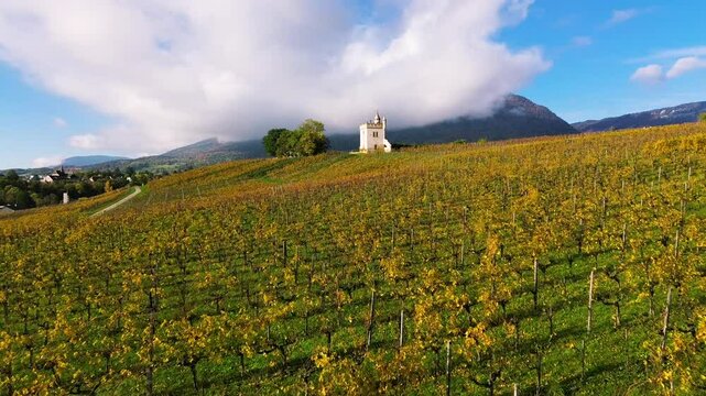 Golden vineyards in Switzerland during spring with a small castle and mountains in the background. A scenic landscape capturing the beauty of winemaking and nature. High quality FullHD footage