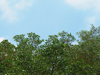 The sky and the green treetops. The daytime sky has a few scattered clouds contrasting with the...