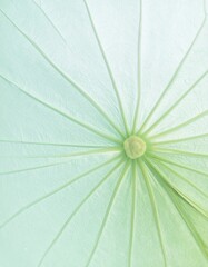 Lotus leaf background
