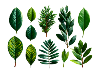 Variety pack of green leaves in different shapes (oval, lanceolate, fan), separated for PNG cutout elements on white background, isolated to transparent background