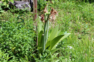 Fototapeta premium Amaryllis Hippeastrum hybrid, also called belladonna lily and naked lady, shows wilted brown flowers and developing green seed pods among broad leaves in a grassy garden