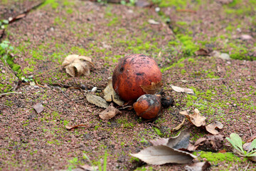 Apple Malus domestica, also called orchard apple, shows a decaying fruit with dark spots lying...