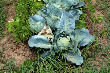 Cabbage Brassica oleracea, also called headed cabbage and white cabbage, shows large blue-green...