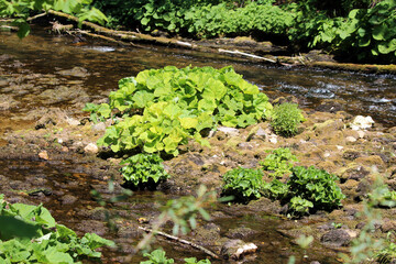 Butterbur Petasites hybridus, also known as bog rhubarb and sweet coltsfoot, displays large rounded green leaves growing on mossy rocks along a shallow clear stream in dappled sunlight