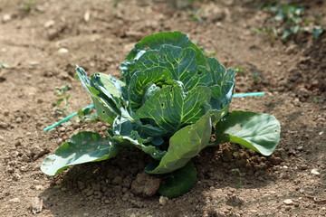 Cabbage Brassica oleracea, also called white cabbage and Dutch cabbage, forms a compact leafy head...