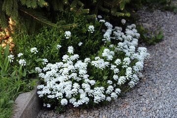 Candytuft Iberis sempervirens, also called evergreen candytuft and perennial candytuft, forms a...