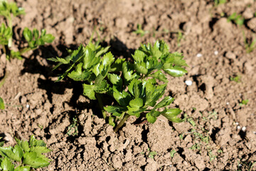 Celery Apium graveolens, also called garden celery and wild celery, shows a young plant with bright green serrated leaves, growing in loose brown soil in a sunny vegetable plot