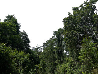 Obraz premium trees in the forest