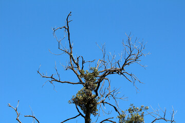 Dead tree branches with clusters of green mistletoe Viscum album leaves stand starkly against a clear blue sky, highlighting contrast between life and decay in a woodland edge