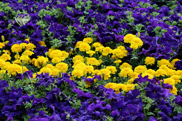 French marigold Tagetes patula, also called dwarf marigold, and petunia Petunia hybrida, display...