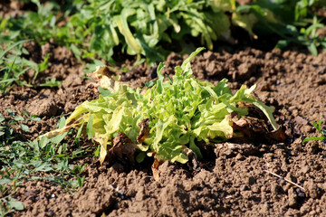 Lettuce Lactuca sativa, also called garden lettuce and looseleaf lettuce, grows as a low rosette of...