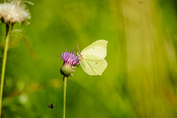 Brimstone butterfly on purple thistle flower