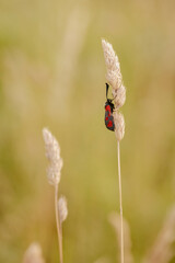 Red-spotted moth clinging to dry grass seedhead