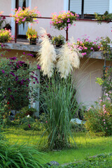 Pampas grass Cortaderia selloana, also called silver pampas and tussock grass, features tall...