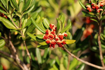Pittosporum Pittosporum tobira, also known as Japanese mock orange and Australian laurel, displays open seed capsules with shiny red seeds among glossy green leaves in bright sunlight