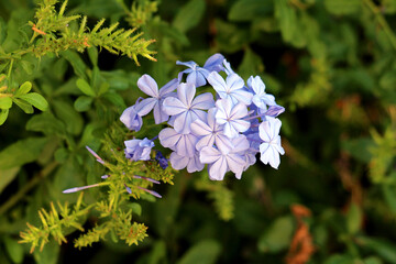 Plumbago Plumbago auriculata, also called cape leadwort and skyflower, forms a cluster of pale blue...