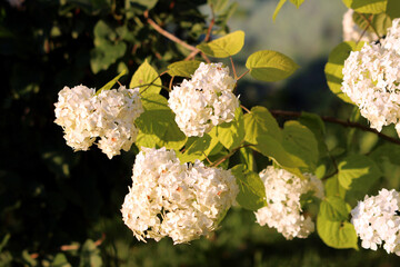 Snowball viburnum Viburnum opulus, also called guelder rose and European cranberrybush, shows round...