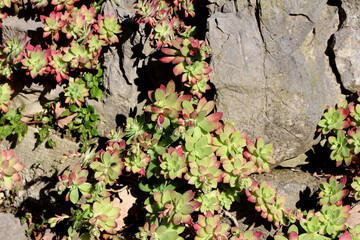 Stonecrop Aeonium sedifolium, also called dwarf aeonium and small aeonium, forms compact green and...