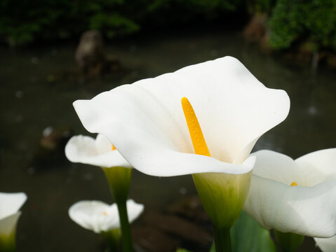 Calla Lily, Alcatraz Flower, Calla Zantedeschia aethiopica, Cuna De Mois&eacute;s