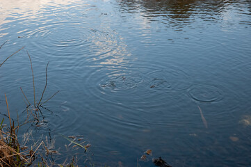 many frogs swim in the water, in which the blue sky and white clouds are reflected.