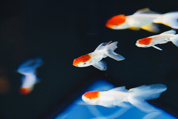 金魚
