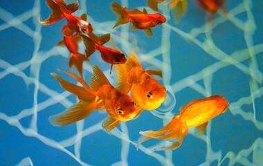 金魚

