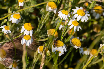 Bees pollinate daisies in a vibrant field during a sunny afternoon
