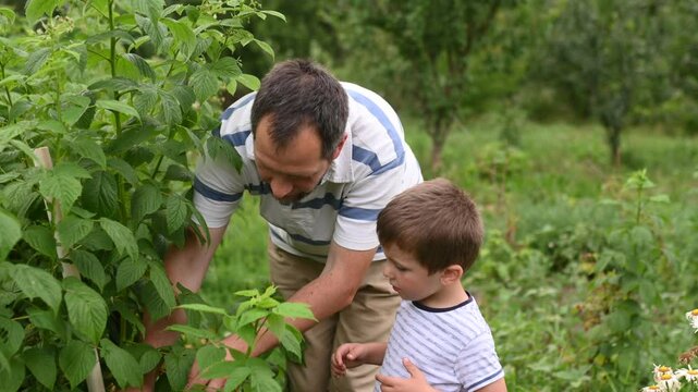 father and son picking raspberries in the garden in the sun. Organic food, eco-friendly gardening. Healthy vitamins in natural food