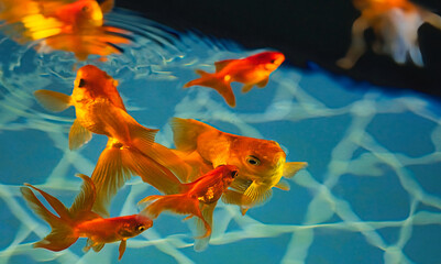 金魚
